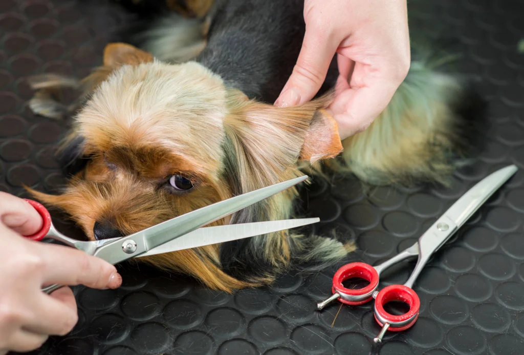 iSKEG Sharpening - Professional Hairdressing and Grooming Scissors Sharpening London